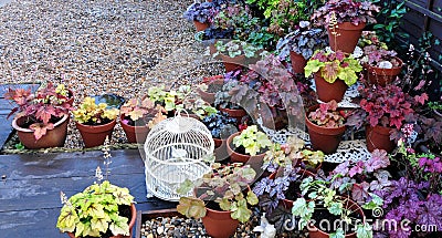 Heuchera garden Stock Photo