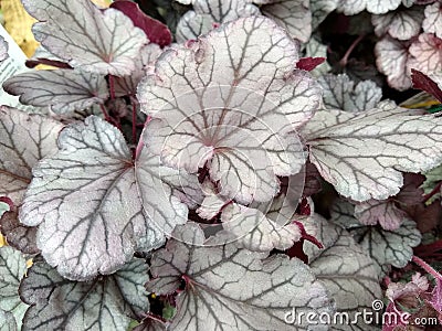 Heuchera `Indian Summer Huckleberry` Stock Photo