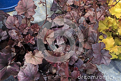 Heuchera Indian Summer on the lawn, the curly leaves are tangerine orange Stock Photo