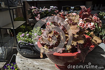 Heuchera Indian Summer on lawn, the curly leaves are tangerine orange. Gadern design Stock Photo