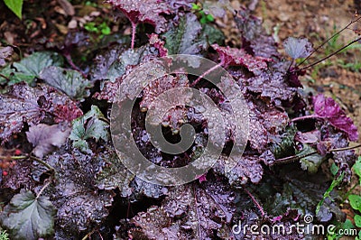 Heuchera `Stormy Seas` closeup in summer garden Stock Photo