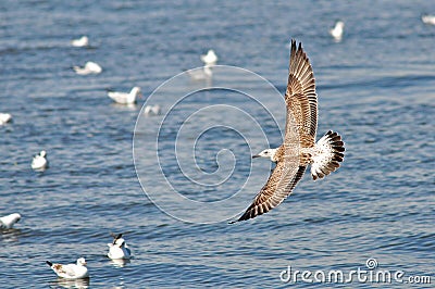 Heuglin Gull Stock Photo