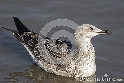 Heuglin's Gull (Larus heuglini) Stock Photo