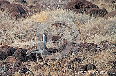 Heuglins trap, Heuglin\'s bustard, Neotis heuglinii Stock Photo