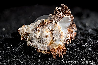 Hexaplex princeps shell on a black sand background Stock Photo