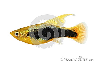 Hi Fin tuxedo Platy platy male Xiphophorus maculatus tropical aquarium fish Stock Photo