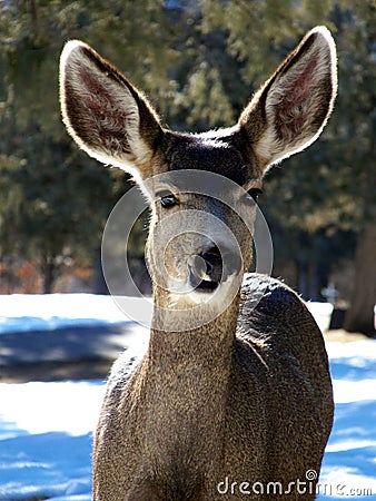 Hi Pardner! Stock Photo