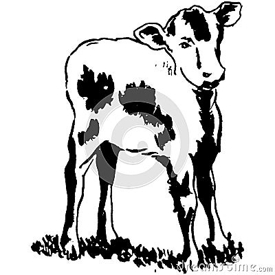 Vintage Clipart 262 calf or baby cow Stock Photo