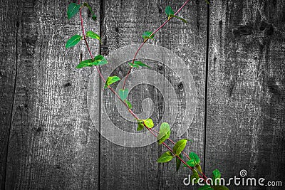 Hi quality wooden texture used as background -wood Stock Photo