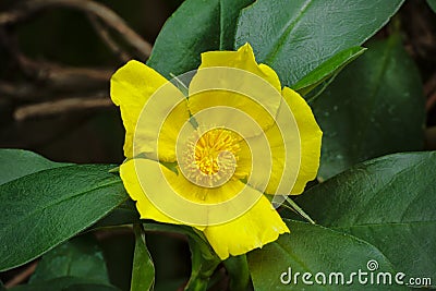 Hibbertia scandens - snake vine Stock Photo