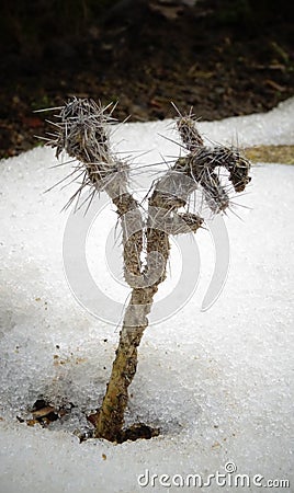 Hibernating in the open ground cacti, in the spring under the sn Stock Photo