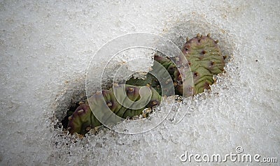 Hibernating in the open ground cacti, in the spring under the sn Stock Photo