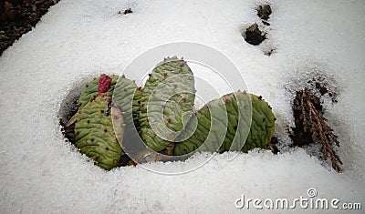Hibernating in the open ground cacti, in the spring under the sn Stock Photo