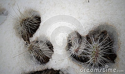 Hibernating in the open ground cacti, in the spring under the sn Stock Photo
