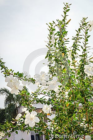 Hibicus trees and flowers Stock Photo