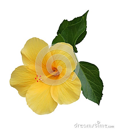 Hibiscus Stock Photo