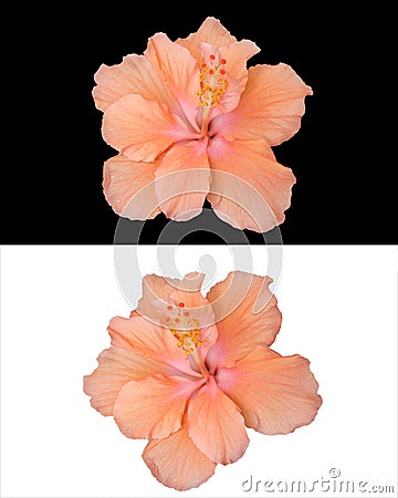 Hibiscus flowers isolated Stock Photo