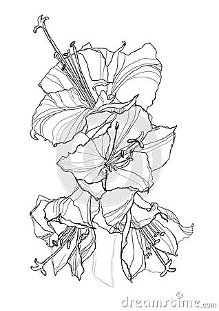 Hibiscus Vector Illustration