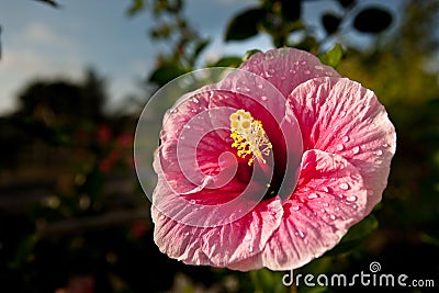 Hibiscus Stock Photo