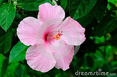 Hibiscus Stock Photo