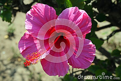 Hibiscus (BCX 0265 Stock Photo