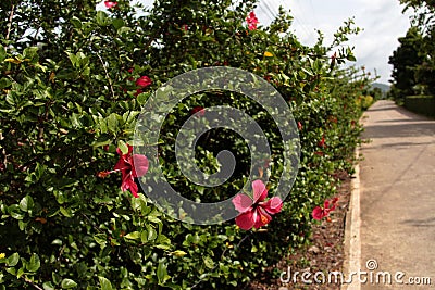 Hibiscus bush Stock Photo