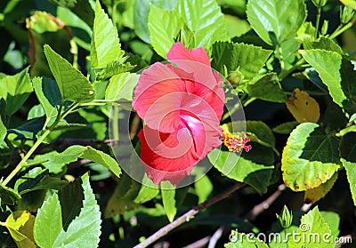 Hibiscus Chinese rose beautiful flower flor hermosa Stock Photo