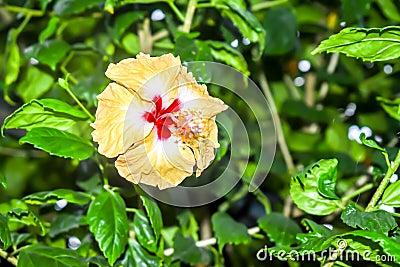 Hibiscus chinese rose Stock Photo