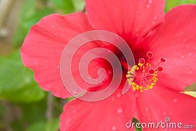 Hibiscus closeup Stock Photo