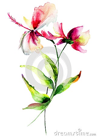 Hibiscus with Cosmea flowers Cartoon Illustration