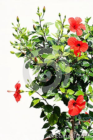 Hibiscus Stock Photo