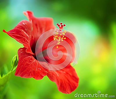 Hibiscus Flower Stock Photo