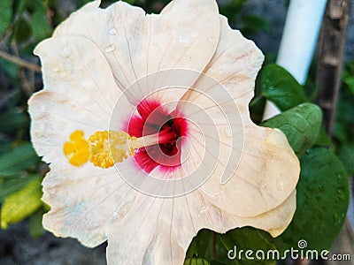 hibiscus flower with beautiful petals and pollen blooming Stock Photo