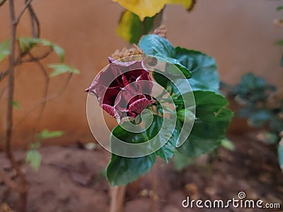 Hibiscus flower blossom in garden Stock Photo