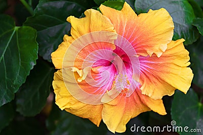 Hibiscus flower (China Rose) in Yellow orange and pink shade Stock Photo