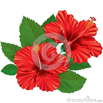 Hibiscus flower Vector Illustration