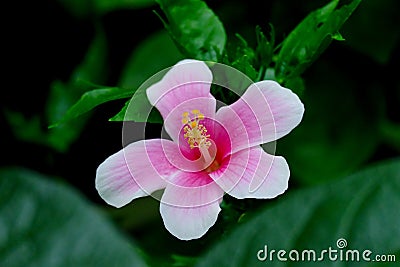 Hibiscus flower in garden. Stock Photo