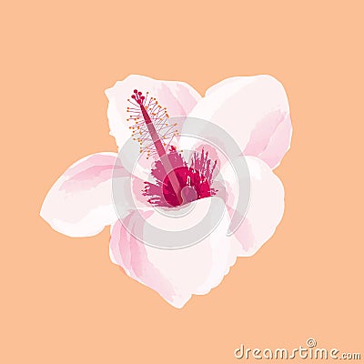 Hibiscus flower illustration. Tropical exotic Hawaii plant isolated. Vector Illustration