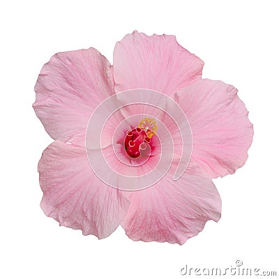 Hibiscus flower Stock Photo