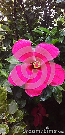 Hibiscus flower with little water drop Stock Photo