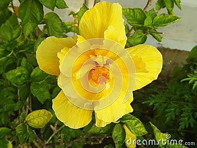 Yellow Gold hibiscus flowers represent gentle adherence; tenacity, eternal beauty Stock Photo