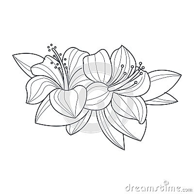 Hibiscus Flower Monochrome Drawing For Coloring Book Vector Illustration