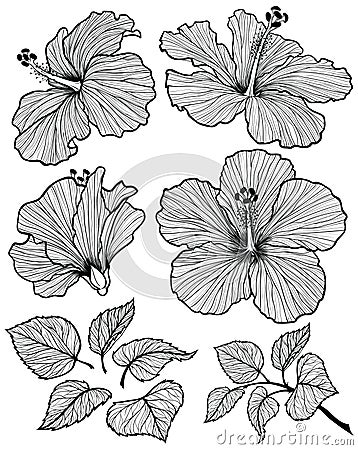 Hibiscus flower set Vector Illustration