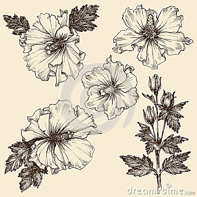 Hibiscus flower set Vector Illustration