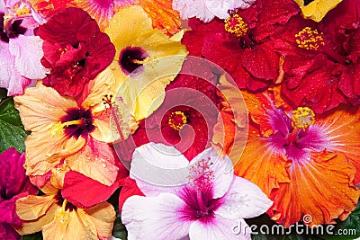 Hibiscus flowers Stock Photo