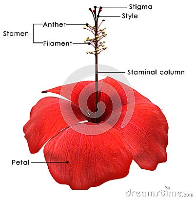 Hibiscus Stock Photo