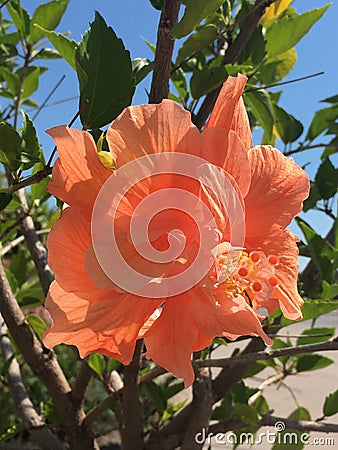 The Hibiscus Graces The Beauty Stock Photo