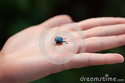 Hibiscus Harlequin Bug on open female hand. Stock Photo