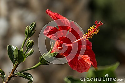 Hibiscus Stock Photo