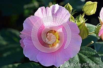 Hibiscus in Japan. Stock Photo